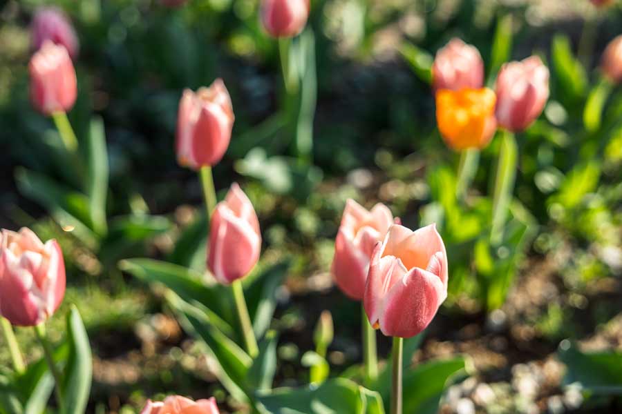 Tulips close up in NC