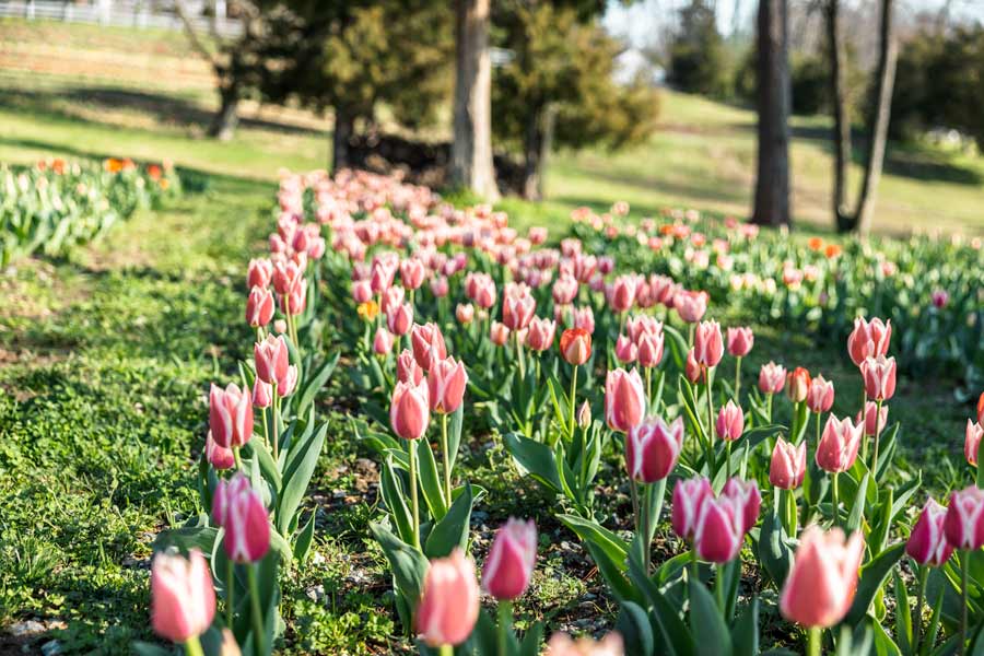Dewberry Farms Tulips in NC - pink tulips