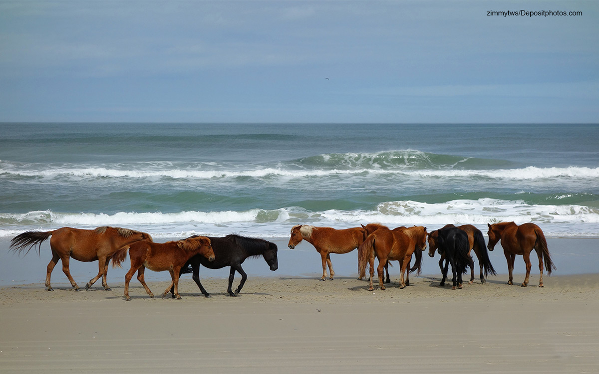 Corolla Wild Horses
