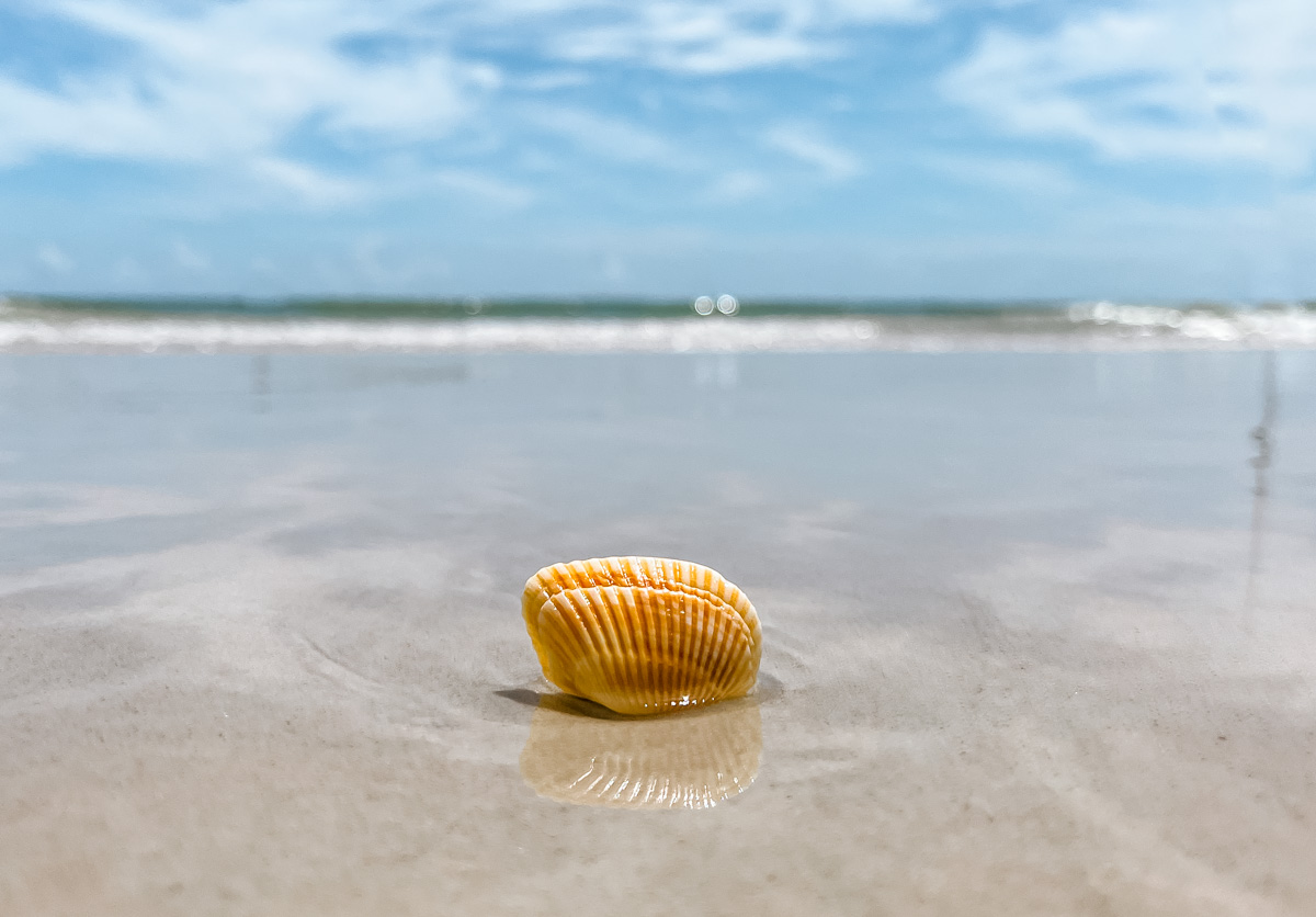 Shells Outer Banks