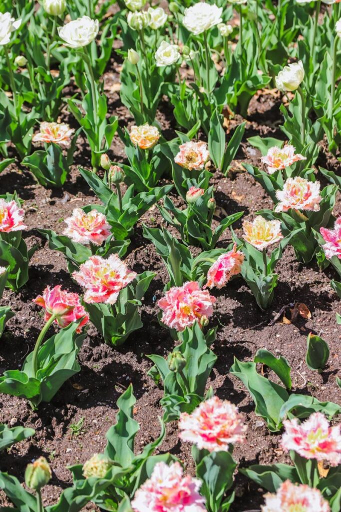Pink and white tulips