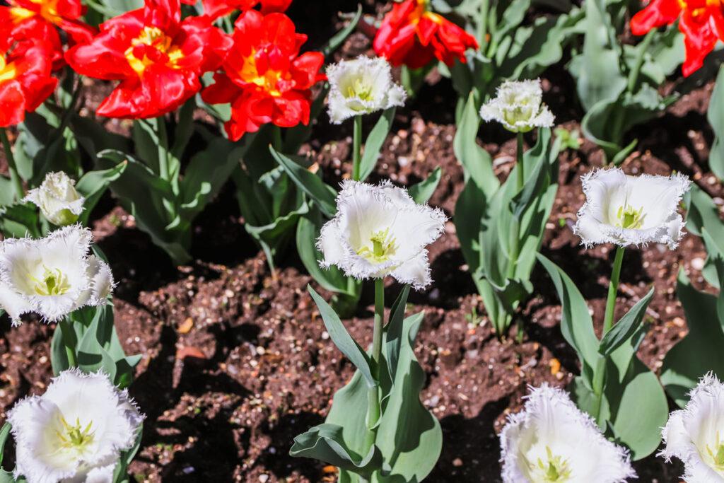 Red and white tulips