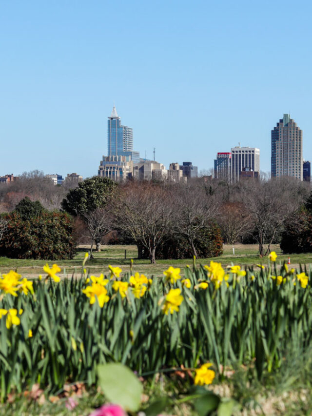 Dix park is one of the best things to do in downtown raleigh