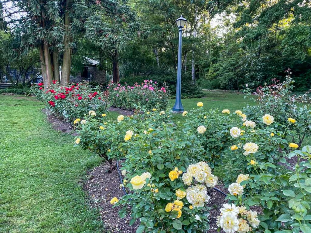 Raleigh Rose Garden