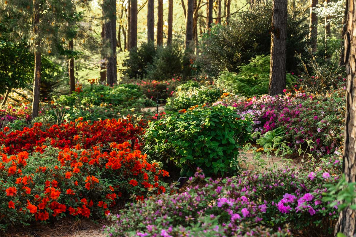 The Wral Azaela Garden is one of the best things to do in Downtown Raleigh