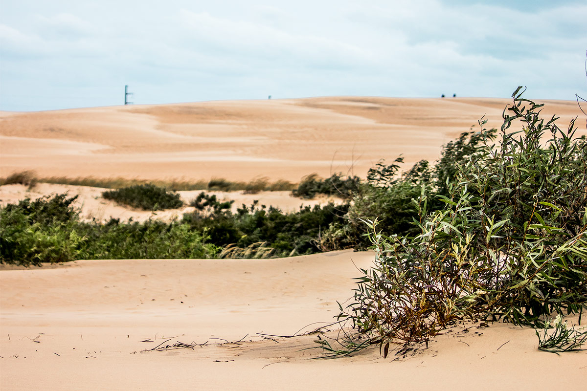 Jockeys Ridge in the Outer Banks