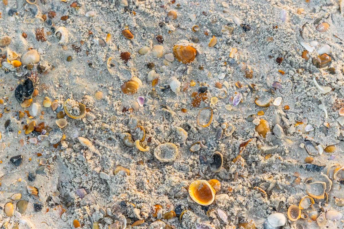 Shell hunting in the outer banks