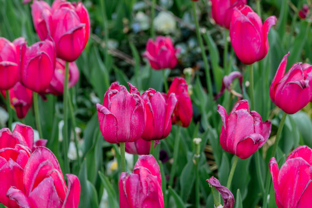 Close- up tulips in NC