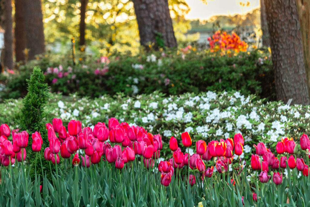 Tulip farms in NC