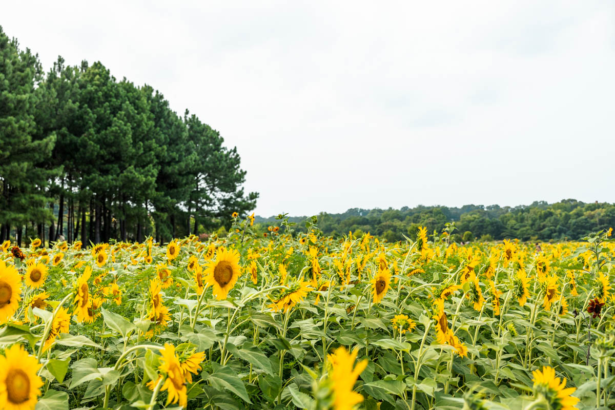 Sunflower Fields in North Carolina.