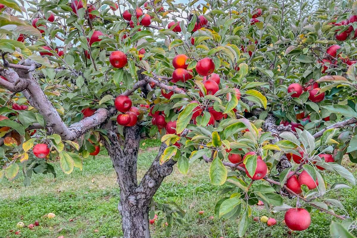 Great Apple Orchards in North Carolina