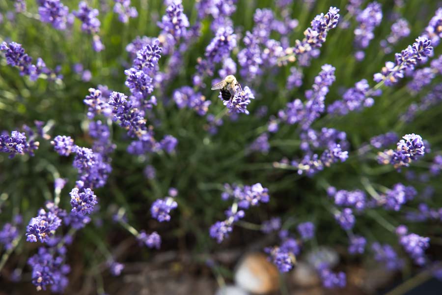 Close up of lavender with a bee.