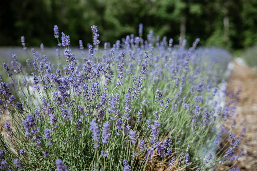 Lavender flowers in NC