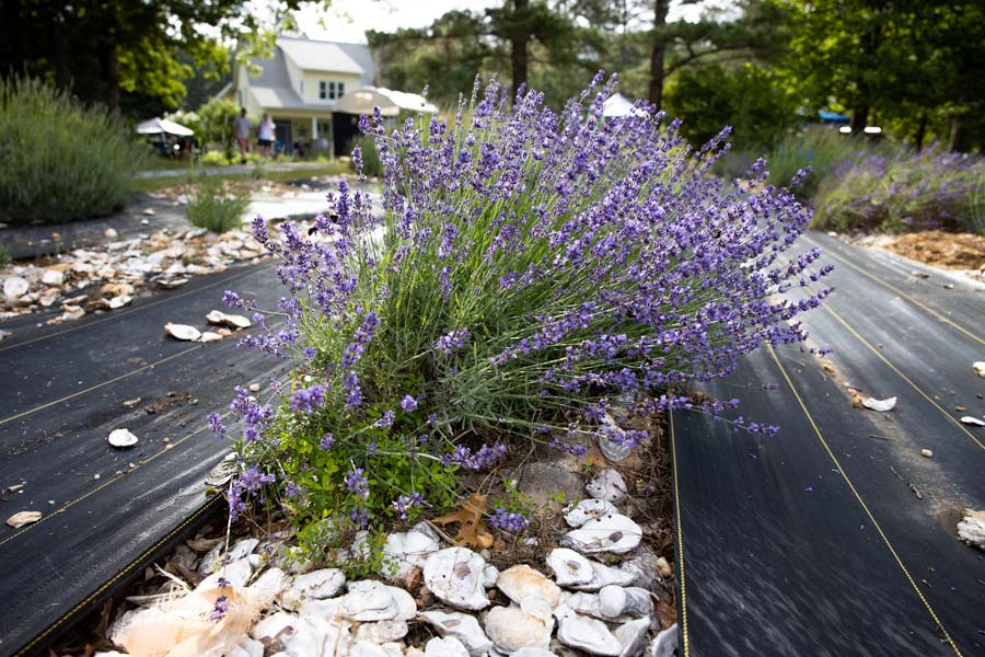 Sunshine lavender fields.