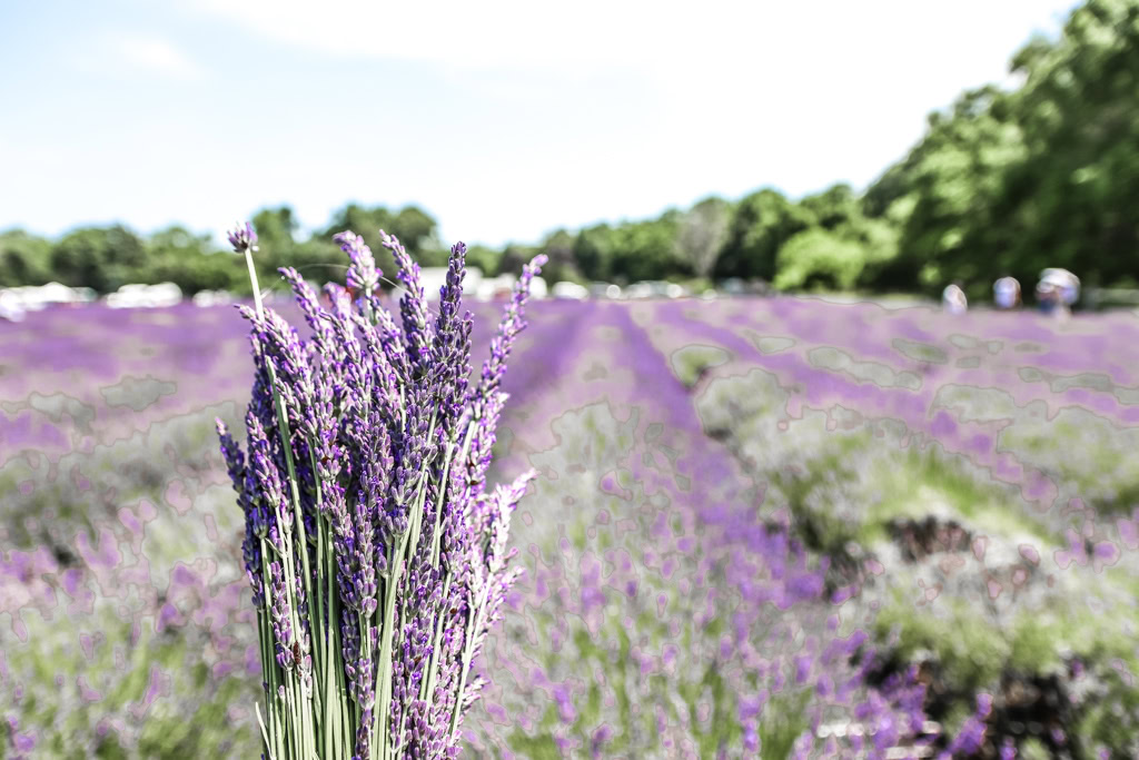 Lavender flower fields with a bundle.
