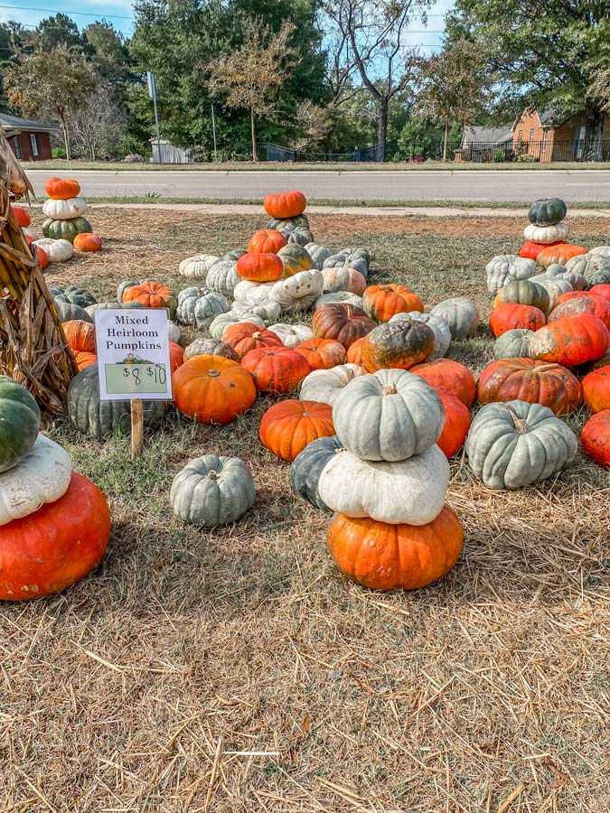 Gerties Pumpkin display. 