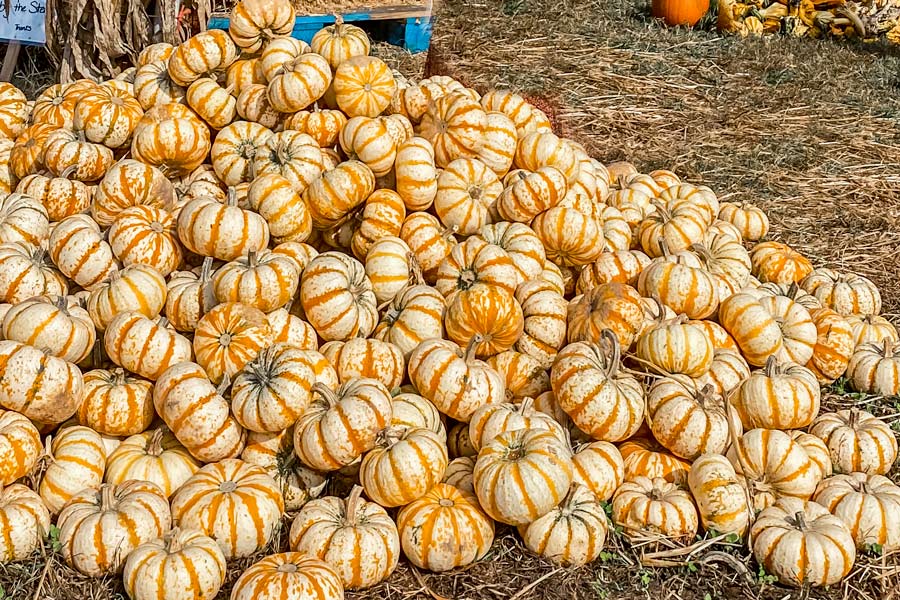 Close up on small pumpkins.