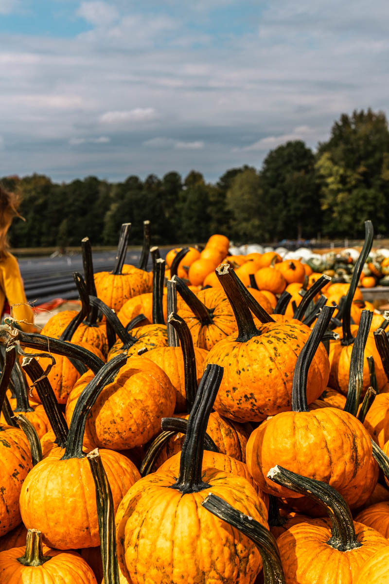 Stack of pumpkins with long stems.