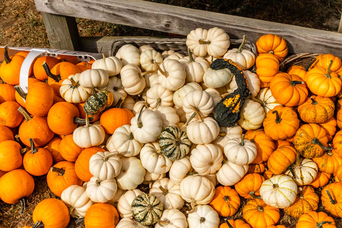 Bunch of small pumpkins.