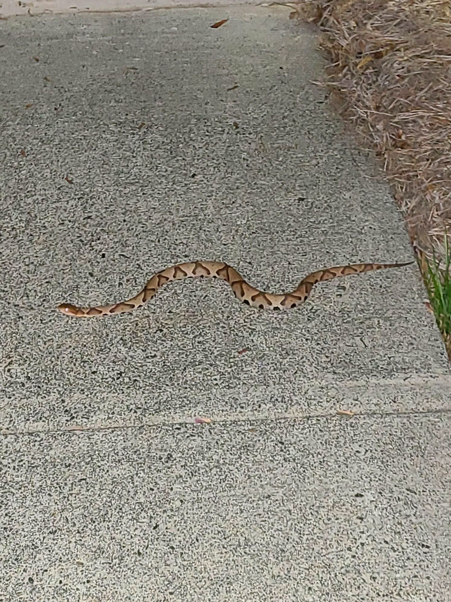 Copperhead snake on sidewalk in Raleigh.
