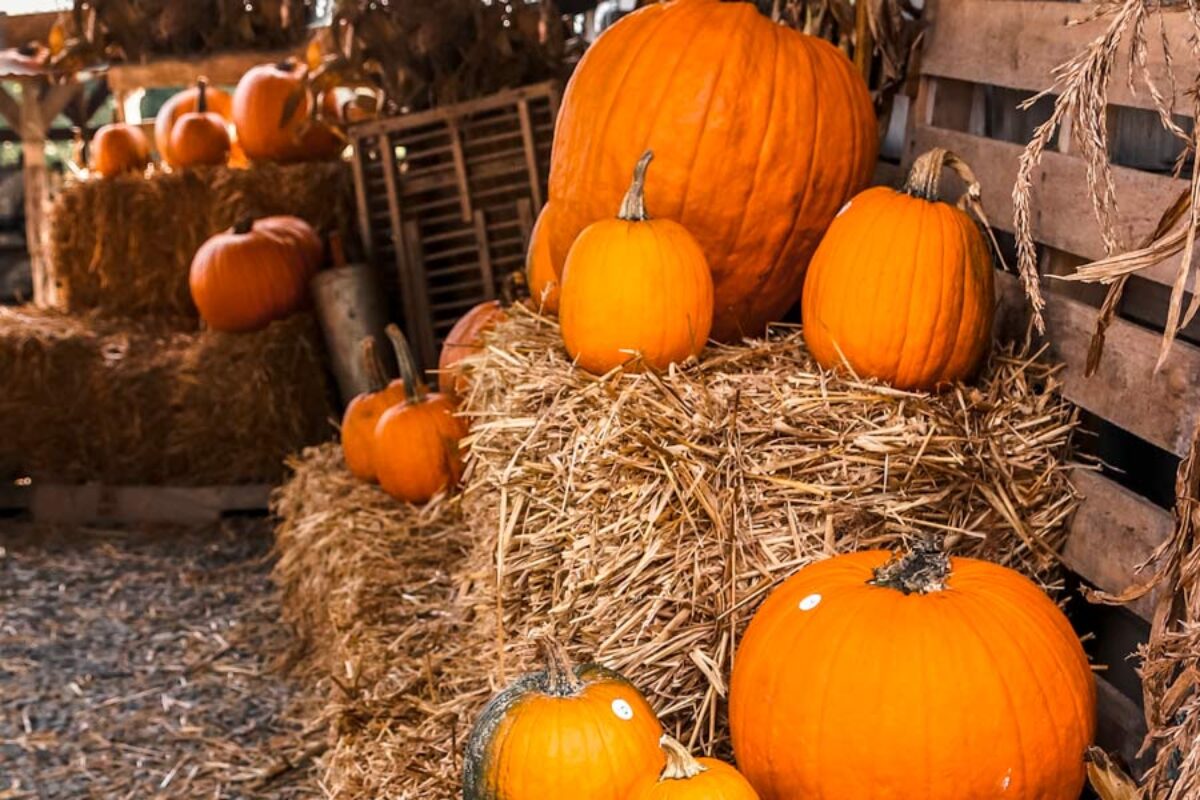 Best Patches to Go Pumpkin Picking Around Raleigh, NC (Corn Mazes & Hayrides)