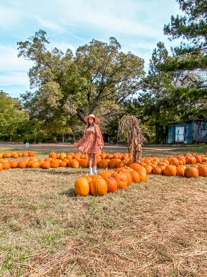 Gerties Pumpkin patch with Sam standing in the middle.