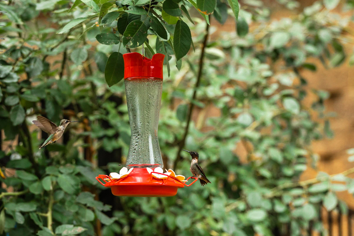 hummingbird on a feeder in Raleigh.