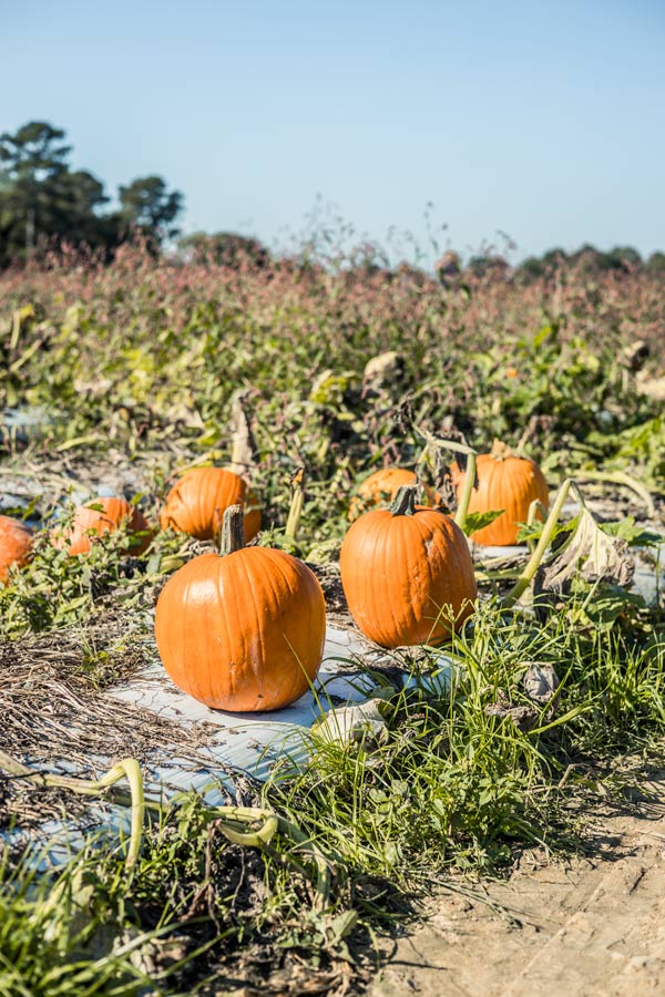 Page Farm pumpkin field. 