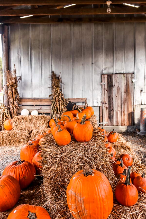 Pumpkin design in barn with hay stacks.